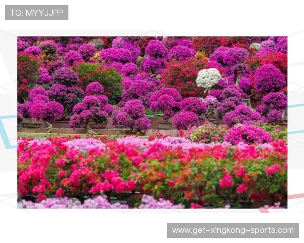 最佳赏花胜地推荐攻略一网打尽绝美花海等你来赏